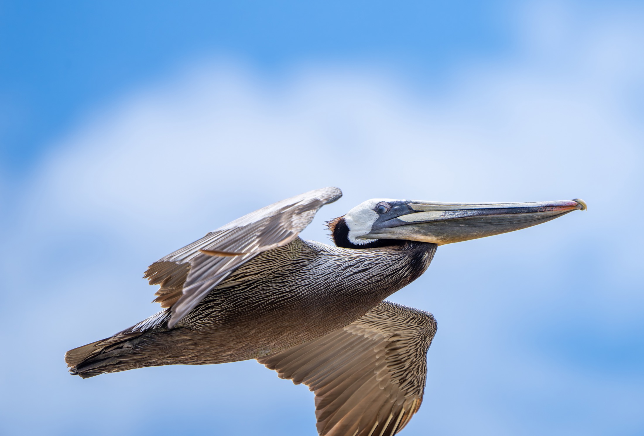 Brown pelican flying with wings extended